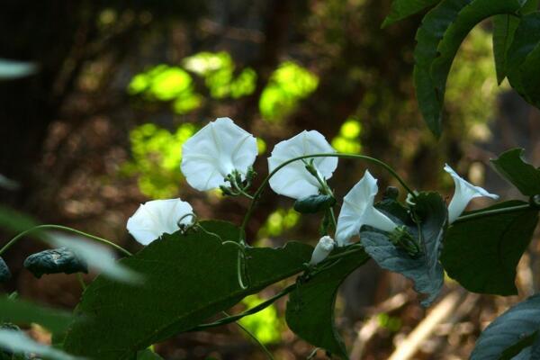 牽牛花寓意著什么意思，代表著愛情、虛幻、縹緲的戀愛