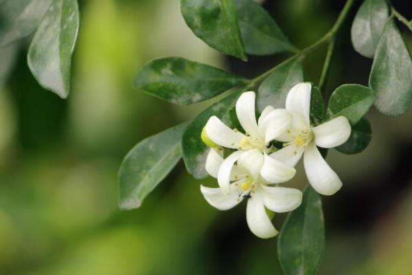 九里香花期有多長,花期一般有四個(gè)月(4-8月)