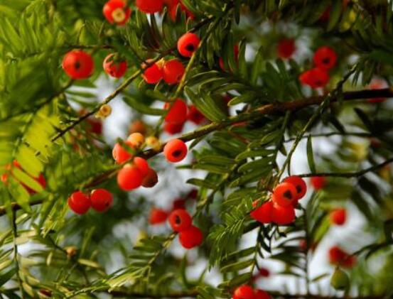 家養紅豆杉有什么好處，延年益壽、身體健康、長壽幸福