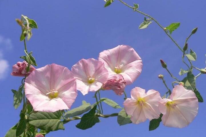 牽牛花怎么養才能爆盆，三種方法養出茂密的花朵