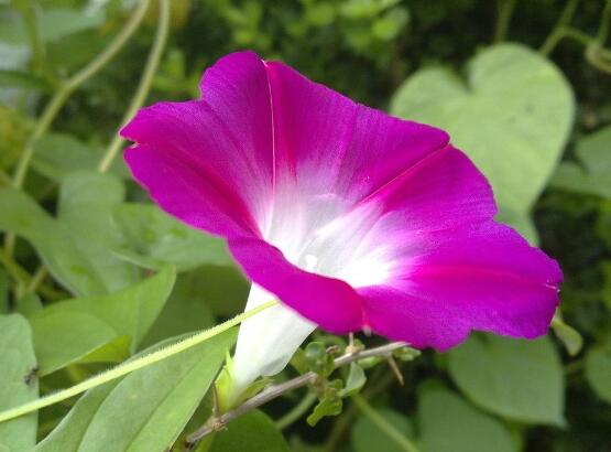 牽牛花冬天會死嗎，做好這五點即可安然過冬(生長健壯茂盛)