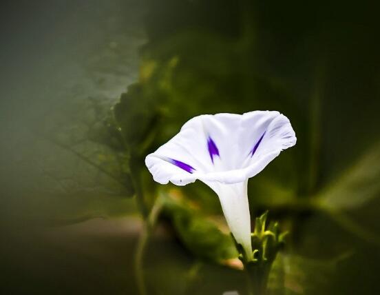 牽牛花冬天會死嗎，做好這五點即可安然過冬(生長健壯茂盛)