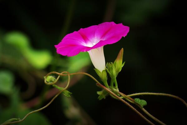 種牽牛花風(fēng)水好不好，種在家里容易招災(zāi)