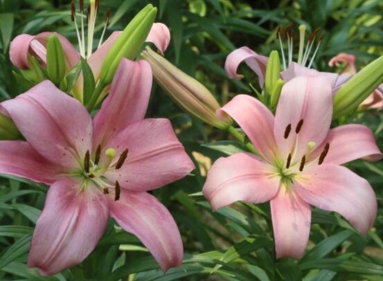 百合花插花瓶怎么養(yǎng)，教你六種基本步驟花開滿瓶