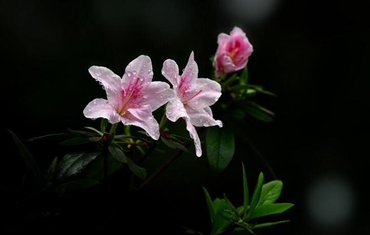 家里養(yǎng)杜鵑花好嗎，不僅能裝飾家居還能清新空氣