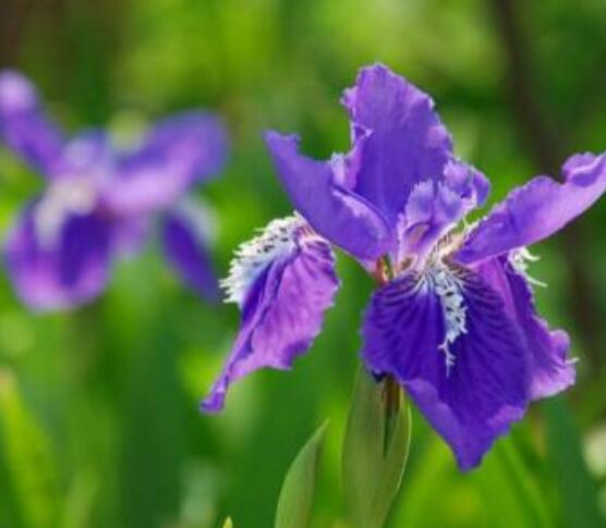 蘭花花期，不同品種不同開花期(一年開多次)