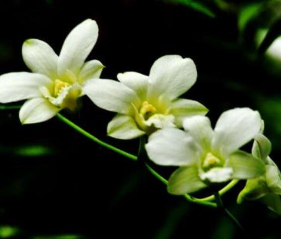 蘭花花期，不同品種不同開花期(一年開多次)