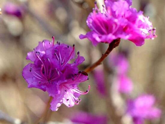 欣賞好看杜鵑花圖片大全，春鵑與夏鵑觀賞性最強(百花齊放)