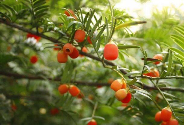 家里養紅豆杉樹好嗎，好/放在家中的這幾個方位上最好