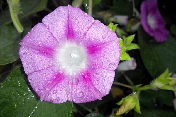 牽牛花開花時間，5~10月開花