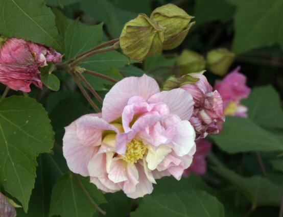 木芙蓉花的病蟲(chóng)害及其防治，盤(pán)點(diǎn)四種常見(jiàn)病蟲(chóng)害