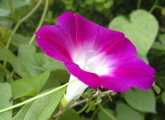 牽牛花有幾種顏色，不同品種不同顏色(花色豐富)