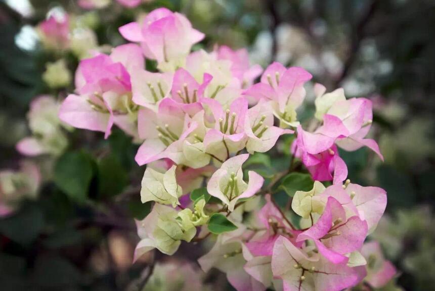 三角梅的花期，養殖技巧得當可全年開花