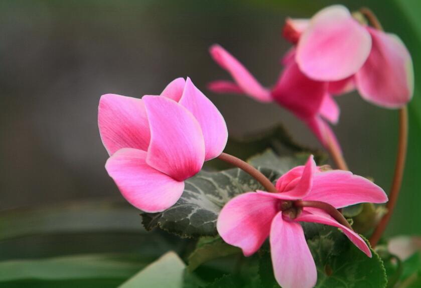 仙客來幾月份開花，集中在冬天這個季節開花