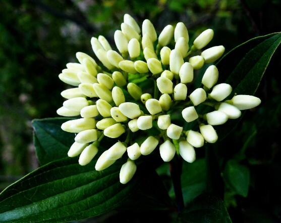 九里香的花語，代表著愛情的俘虜(美好與神圣)