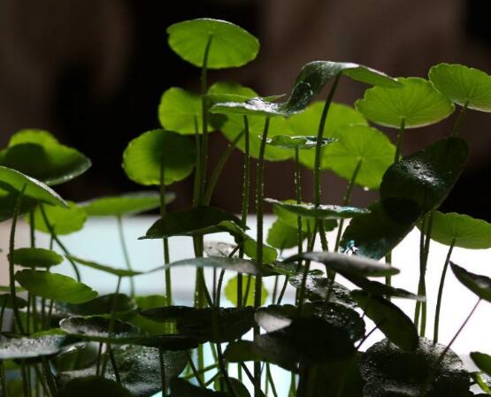 水培銅錢草葉子發黃怎么辦，四種原因以及解決方法