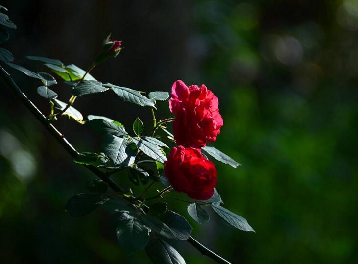 薔薇花焉了怎么辦，合理的澆水和光照很重要