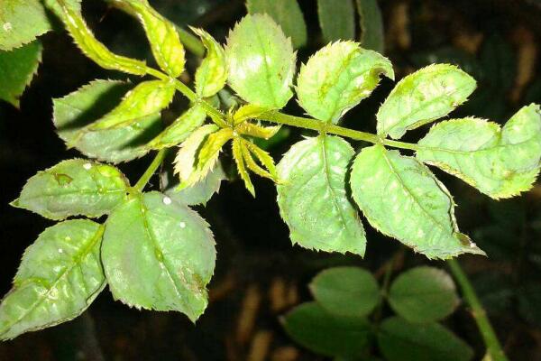 月季花和玫瑰花的區(qū)別，細(xì)數(shù)五個(gè)不同之處