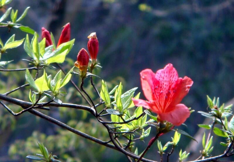 杜鵑花枯萎如何解救，栽種環境和養分以及施肥方法很重要