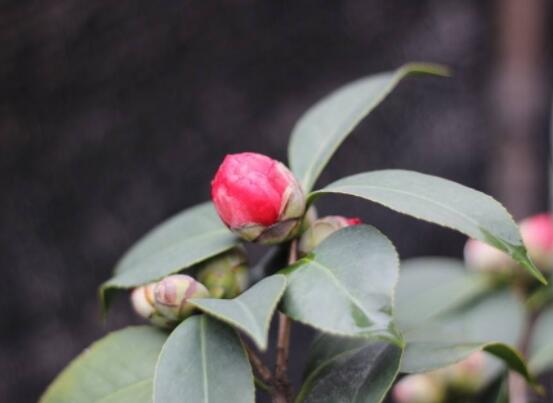 茶花的疏蕾技巧，剪花蕾二分之一為標準(花蕾如黃豆大小)