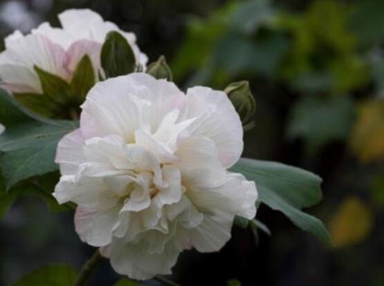 薔薇花種子種植方法，老農總結最簡單實用五種要點