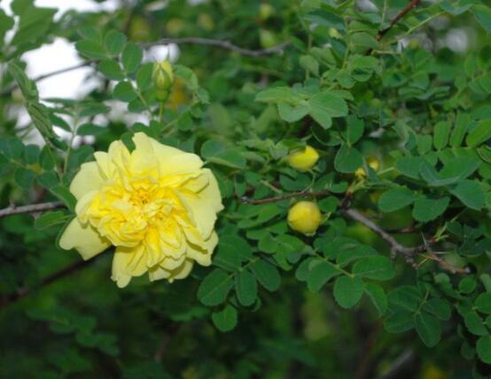 薔薇花種子種植方法，老農總結最簡單實用五種要點