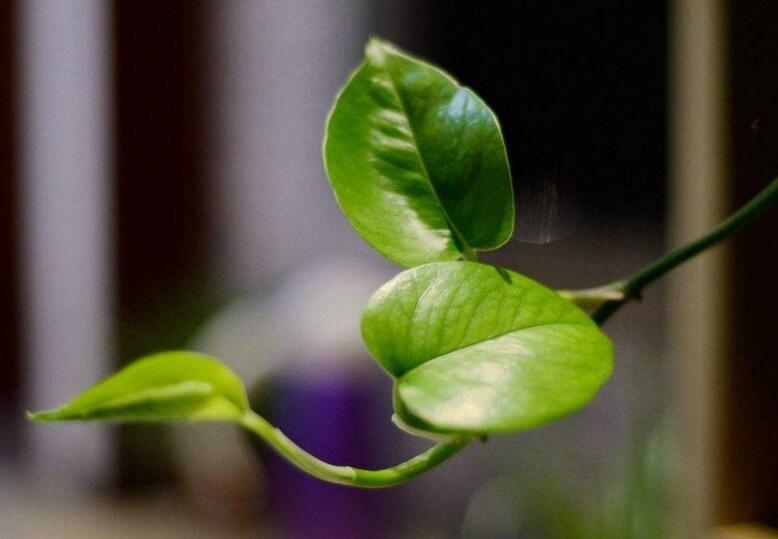 室內(nèi)養(yǎng)殖綠蘿的作用及好處，裝飾環(huán)境又凈化空氣