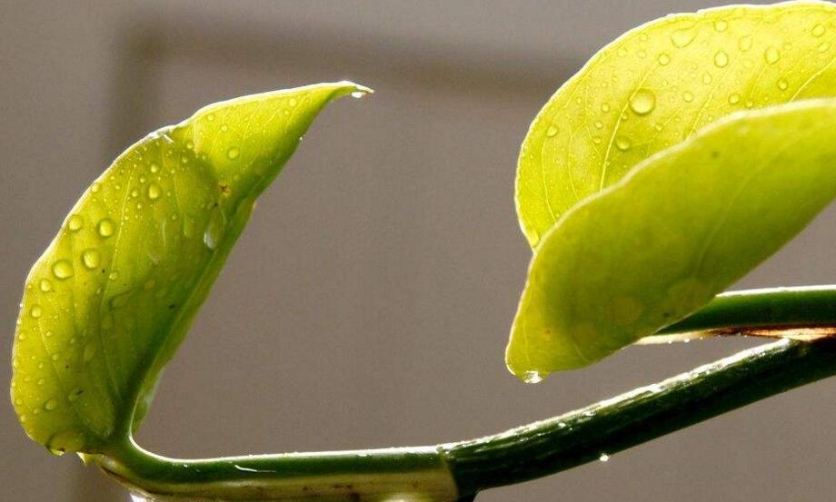 室內(nèi)養(yǎng)殖綠蘿的作用及好處，裝飾環(huán)境又凈化空氣