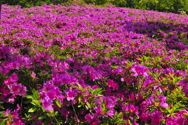 怎樣養(yǎng)杜鵑花,養(yǎng)殖杜鵑花的四個技巧