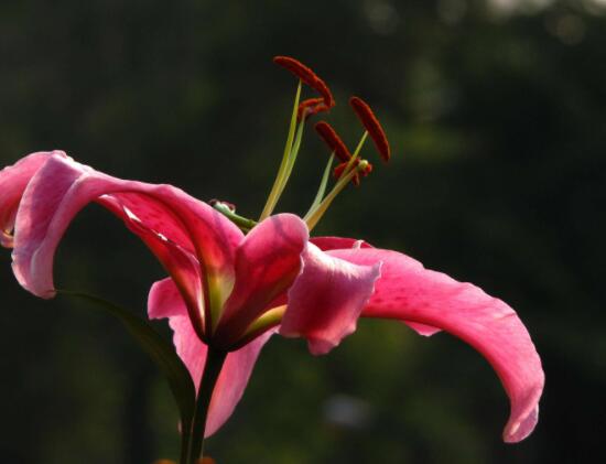 香水百合的養(yǎng)殖方法和注意事項，老農(nóng)教你最實用七大養(yǎng)殖方法