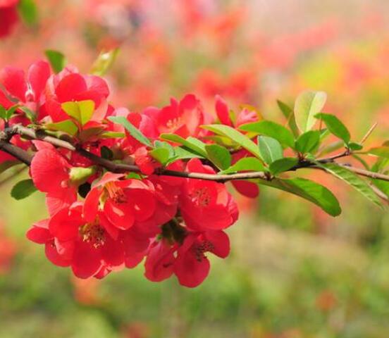 草本海棠花的養(yǎng)殖方法，老農(nóng)總結(jié)出七大最簡單養(yǎng)殖方法