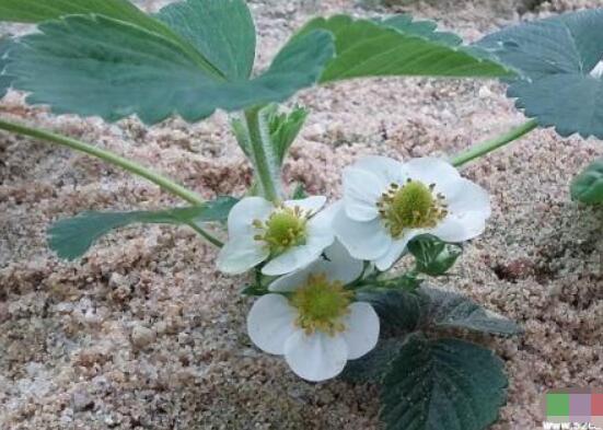 水仙花三大培植方法，介紹三種種植方法(土培/水培/沙培)