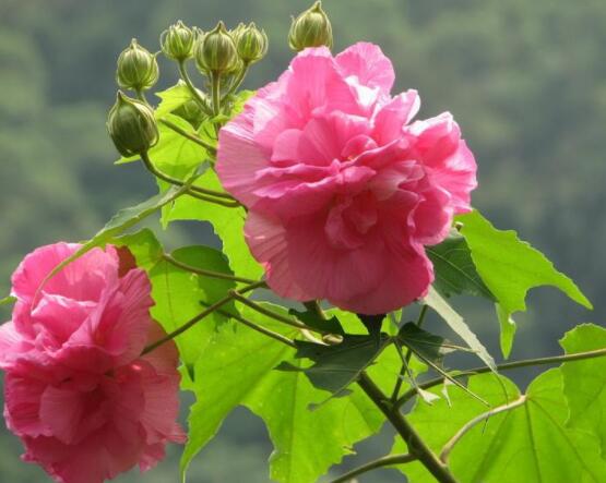 木芙蓉花怎么修剪，在每年萌芽和花謝后修剪最佳