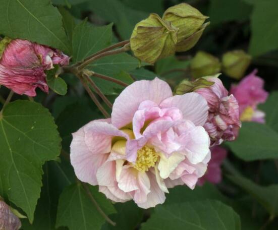 木芙蓉花怎么修剪，在每年萌芽和花謝后修剪最佳