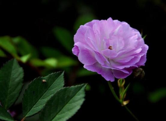 薔薇花的花語是什么，代表著一種思念的愛/不同顏色不同花語