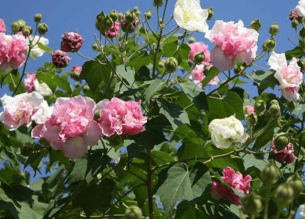 木芙蓉花的病蟲害防治，對癥下藥很重要