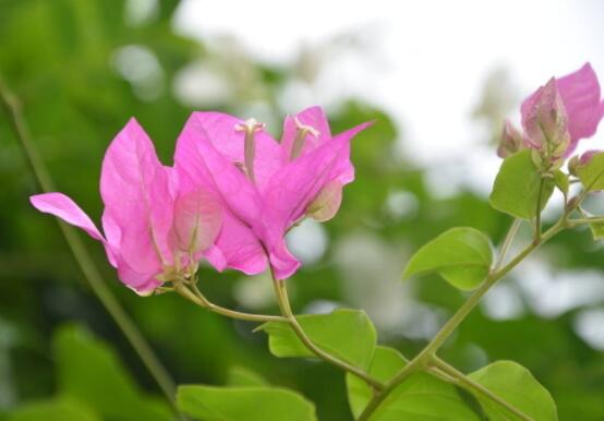 三角梅不開花，教你三種原因以及解決辦法