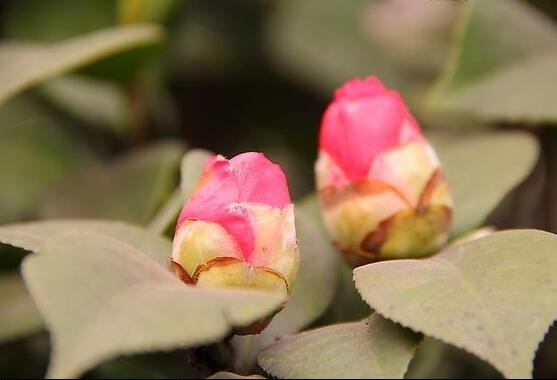 茶花有蕾不開花怎么辦，三種原因以及解決方法