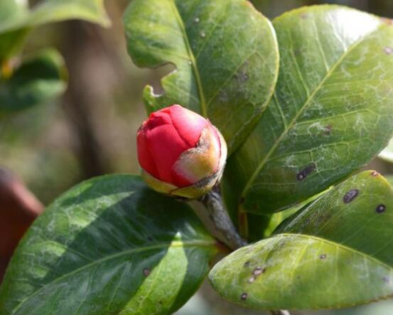 茶花有蕾不開花怎么辦，三種原因以及解決方法