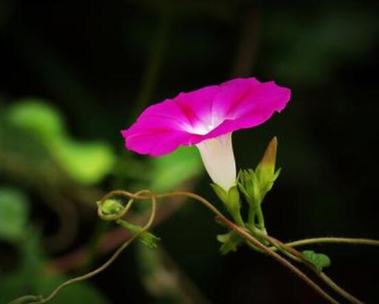 盆栽牽牛花怎么打理，做好六個養護要點高枕無憂(花開茂盛)