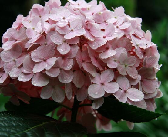 繡球花可以噴水嗎，可以/促進(jìn)枝葉生長(zhǎng)、花開(kāi)茂盛