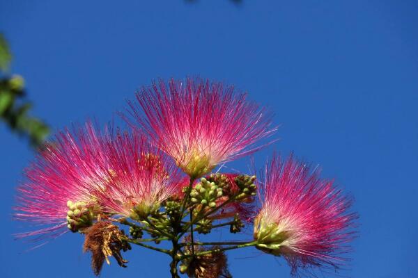 合歡花和芙蓉花怎么區分，可通過高度、產地、習性、花朵來區分