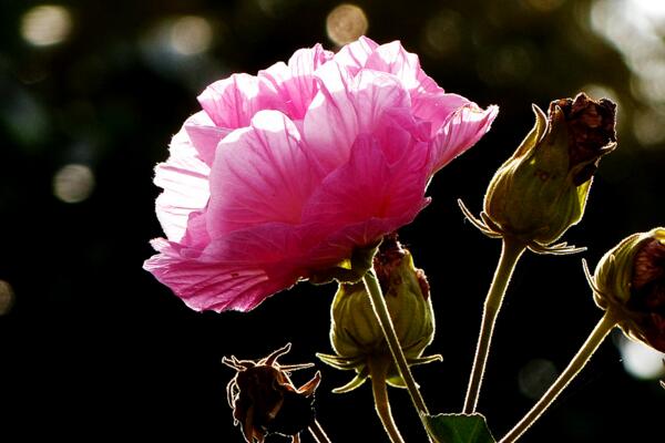 合歡花和芙蓉花怎么區分，可通過高度、產地、習性、花朵來區分