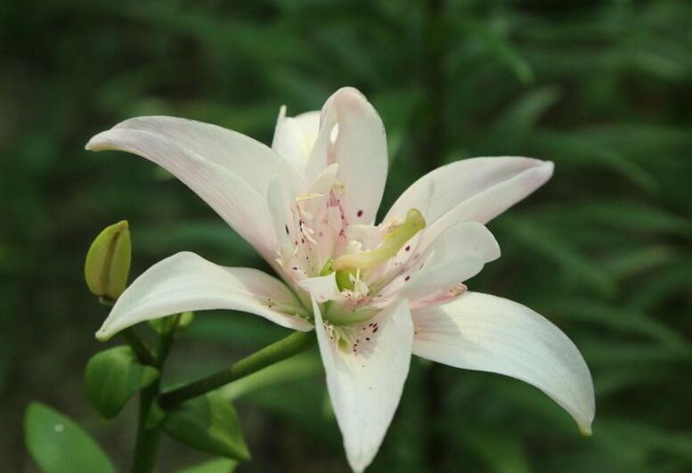 百合花寓意，不同的國家有著不同的寓意