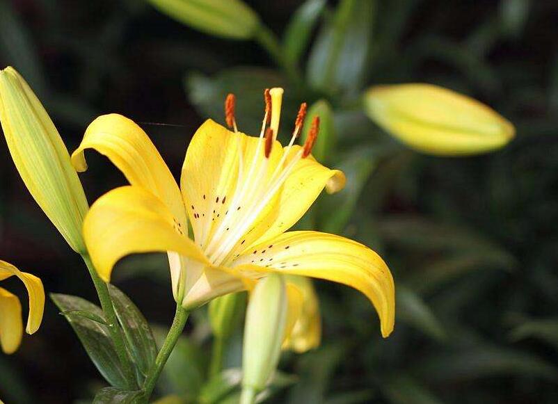 百合花寓意，不同的國家有著不同的寓意