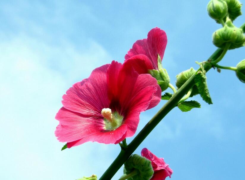 木芙蓉花什么時候開花，在每年的8到11月份開花