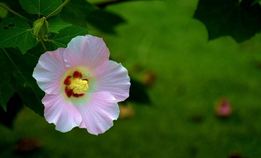 木芙蓉花什么時候開花，在每年的8到11月份開花