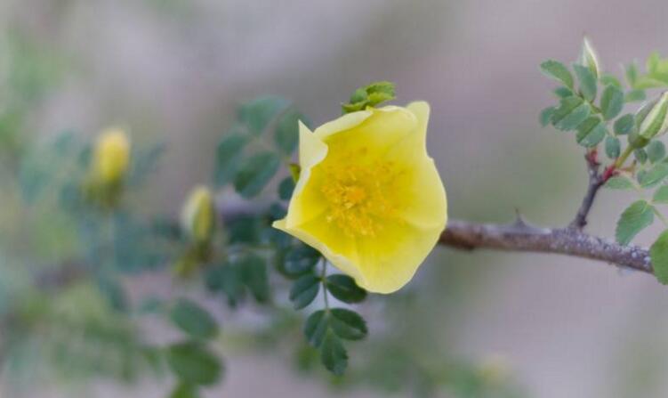 薔薇花適合東北種植嗎，適宜/但是要注意栽種的方法