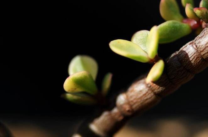 雅樂之舞的花語，代表著沉默的愛和光明