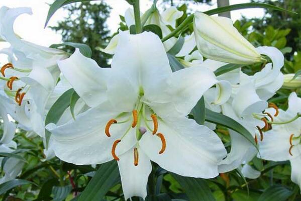 香水百合一年開幾次花，自然條件一年開一次/溫室栽培可以開兩次